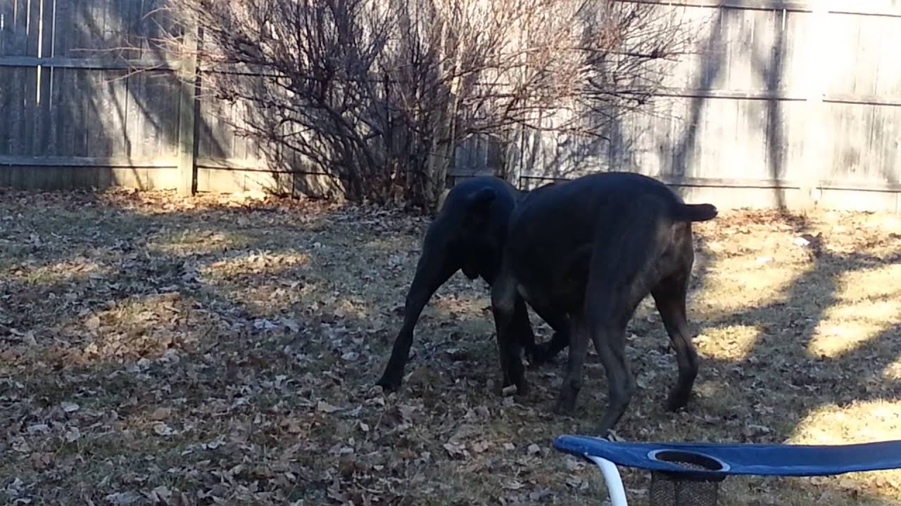 Cane Corso fight YouTube
