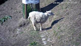 Rychlý porod ovce jehněte ouessantské