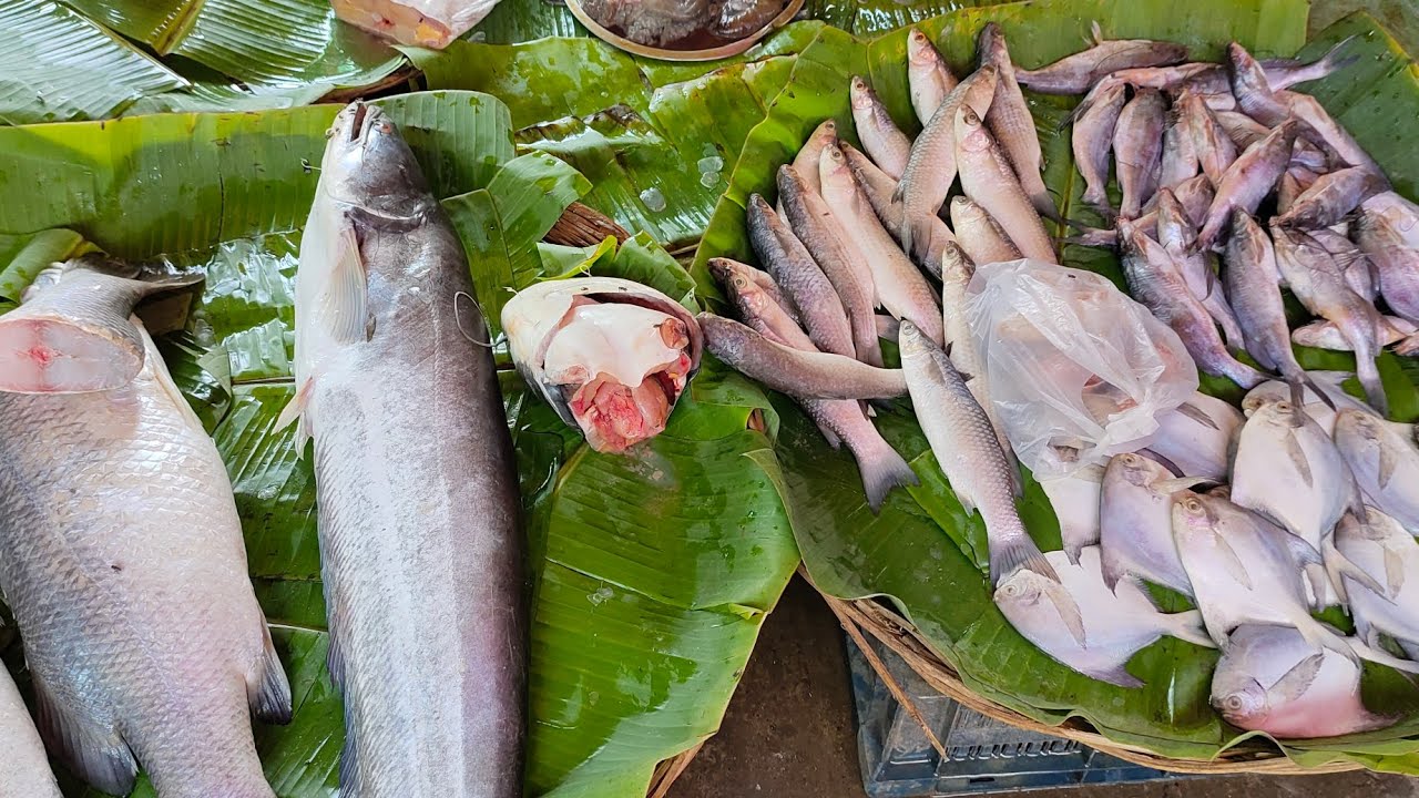 Itne Bade Bade Fish 🐠🐠 Mil Gaye - YouTube