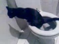 cat using the toilet