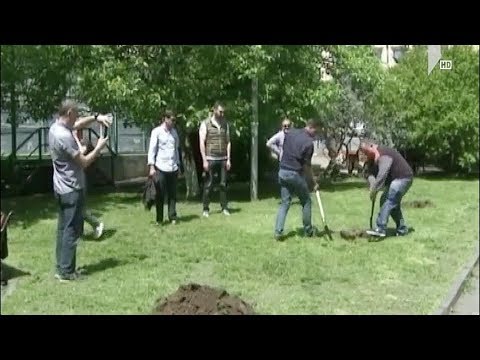 ლევან იოსელიანმა სოლოლაკში წიწვოვანი ნერგები დარგო