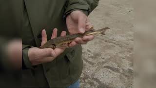 MN DNR Stocking Sturgeon and Assessing Muskie in Lake Detroit