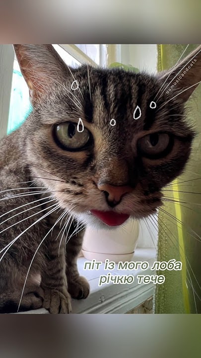 🐾 Астрал – Спека 🌞 - YouTube