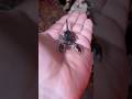 Scorpion escape! #scorpion #pets #insects #arachnids #invertebrates