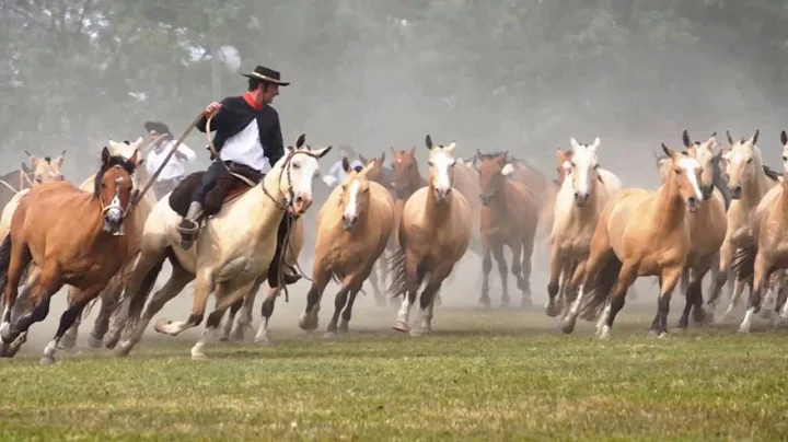 Gritos de Liberdade - Grupo Rodeio