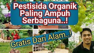 Pestisida Organik Untuk Semua Hama Tanaman, Cara Membuat Pestisida Organik Paling Kuat, Modal Gratis