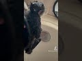 Baby monkey bath time! #monkey #monkeys #babymonkey #cute #adorable #fyp #love #exotic #baby #tx