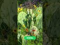 "¿Realmente funciona el NOPAL para la Diabetes? La Ciencia te lo cuenta 🧐"