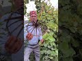 टौर /फेनरा वह्ली पौधे के लाभ तथा रोजगारोमुखी पौधा #ytshorts #nature #creeper#herb#ytshorts