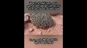 طعام الأثيم شجرة الزقوم 