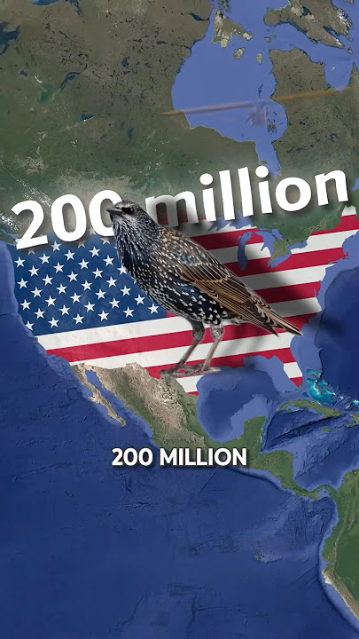 When Countries Fought Wars… Against  Animals
