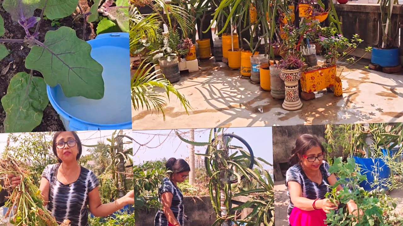  ছাদ বাগানের সমস্ত শাকসবজি গাছগুলো তুলে পরিষ্কার করছি,চাল,ডাল ধোয়া জল আমার ছাদ বাগানে দি সব সময় ♥️