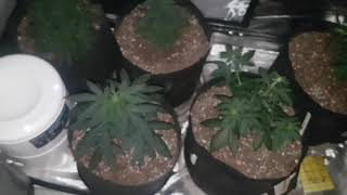 What's in the Veg. #Tent ? A #Cannabis #Grow story. #unitfarm #uf1000 #uf2000 screenshot 1