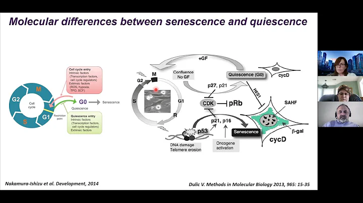 Stress and Tumor Recurrence: Implications for Canc...
