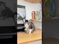 Our cat Snow turned 10🎉We tried to make a special day for him🥰#cat #hbd #cute #lovecat