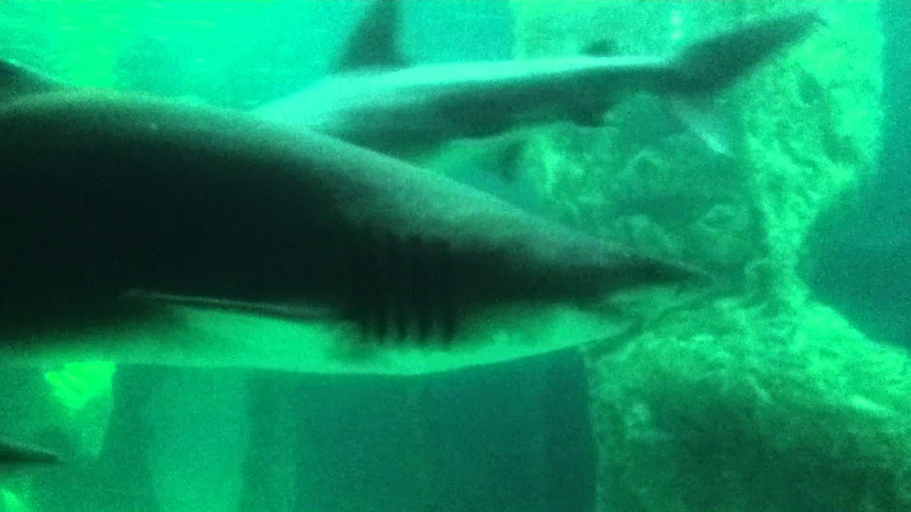 huge shark in aquarium