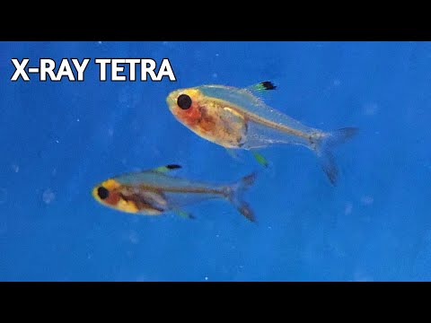 Where Do X Ray Fish Live