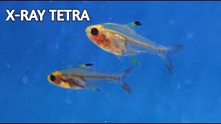 X-Ray Tetrafreshwater Fish