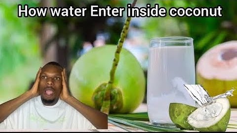 How Water Gets Inside a Coconut! 🌴