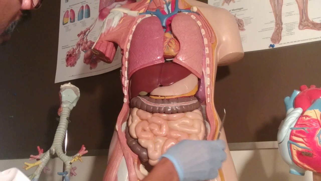 Anatomy of the abdominal regions - YouTube