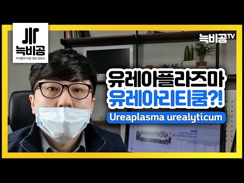 유레아플라즈마 유레아리티쿰 (Ureaplasma urealyticum)에 대해서