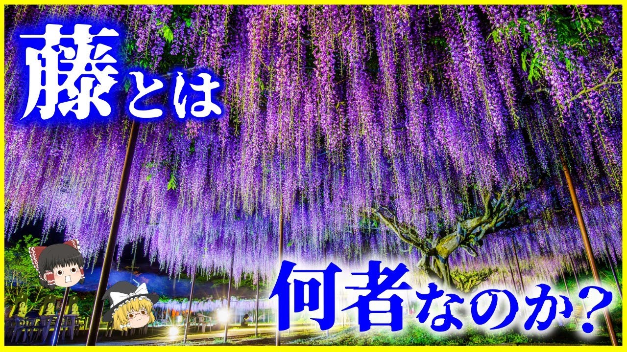 藤 の 花 毒