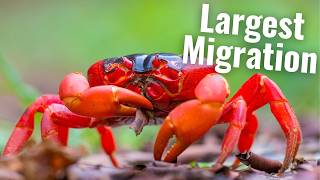 Christmas Island Red Crabs | And the Yellow Crazy Ant Disaster
