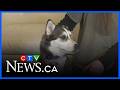 Regina husky goes viral after solo trip to daycare