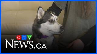 Regina husky goes viral after solo trip to daycare