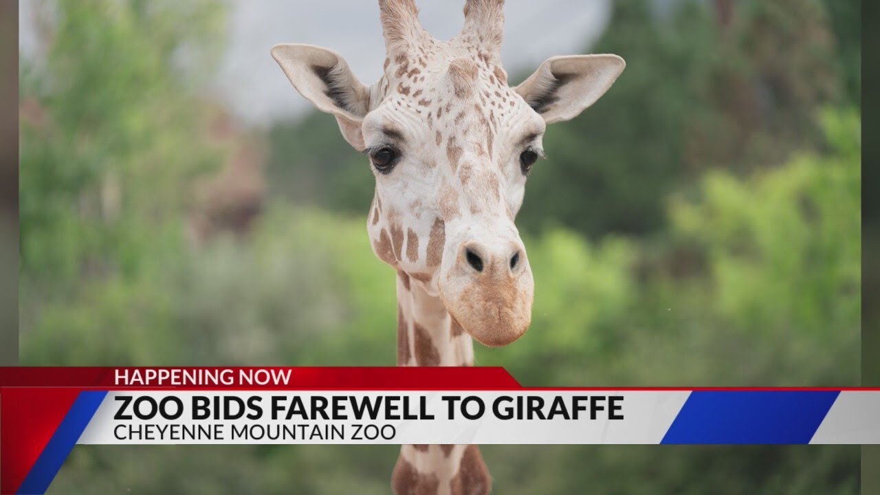 CMZoo mourns passing of giraffe