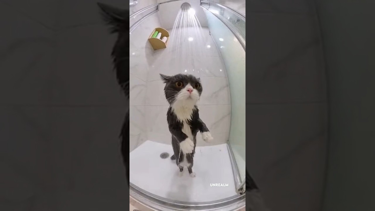 Rat suddenly jumps into a showering cat 😿🐀 