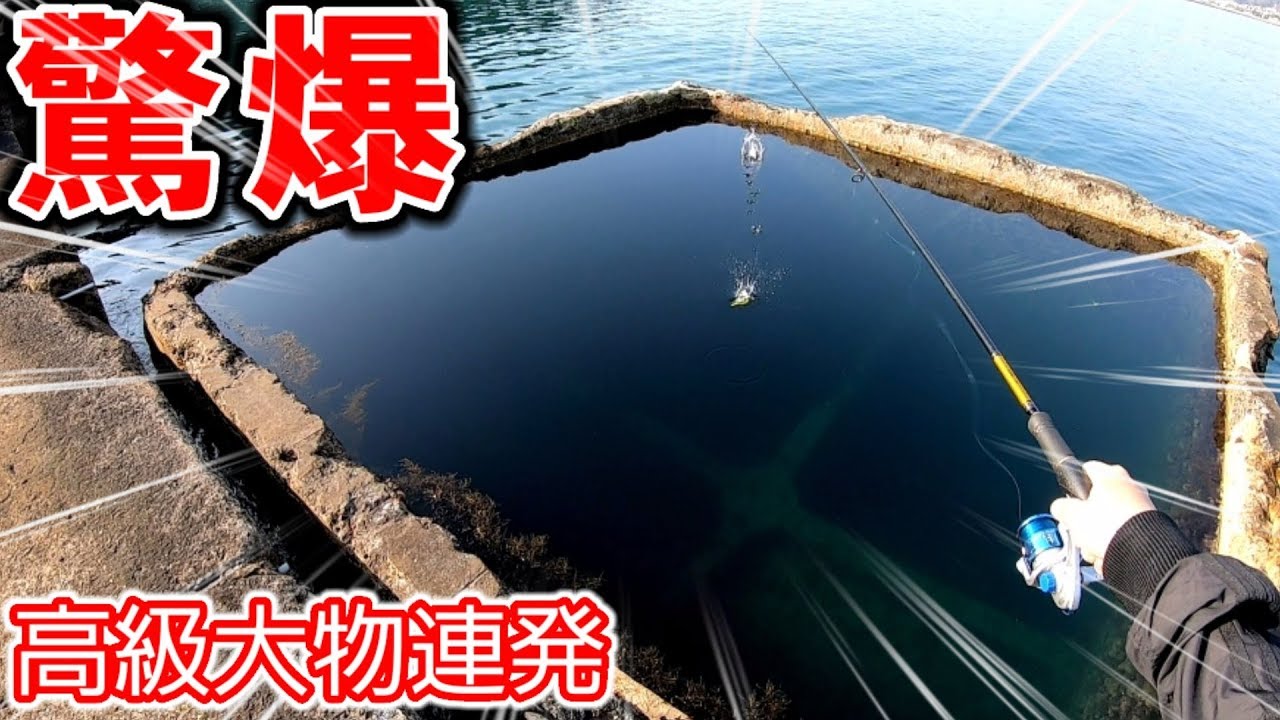 巨大潮溜まりから足元まで次々に高級デカ魚が釣れまくる‼️