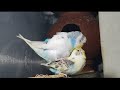 Budgies Mating call / Love Birds Mating video