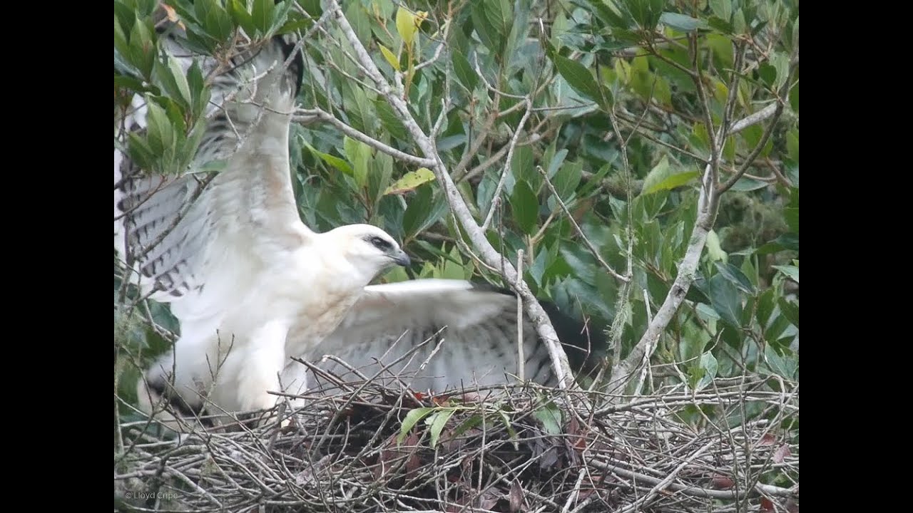 White Hawk Ready to Fly 