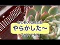 [多肉植物]ヤラかしたので…落ち込んでます^_^