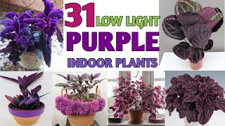 31 Low Light Purple Houseplants  | Indoor Purple Color Plants | Plant and Planting Purple House Plants