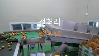 SNPSYSTEM - Tomato Sorting Case / 토마토 선별 (횡성/안흥농협)