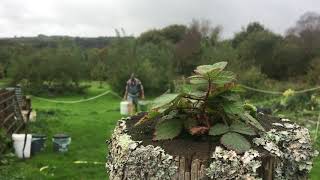 How we use humanure from the compost toilets 1