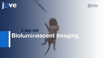 Bioluminescent Imaging:Synergism B/w Streptococcus pneumoniae & Influenza A Virus l Protocol Preview