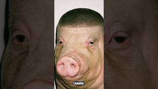 What Is This Pig With A Fade Meme?