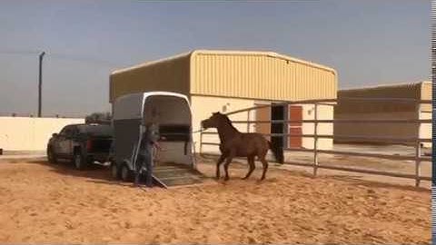 How to fix Trailer loading issues with your horse in one session