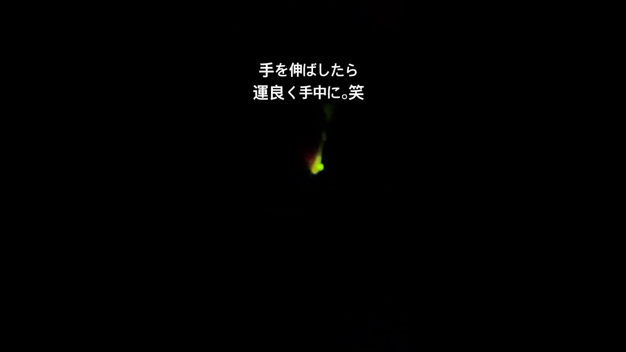 今年初!ホタルに遭遇しました #shorts #自然体験#バズれ