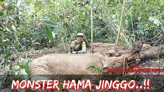 SUPER JINGGO HAMA BABI HUTAN BESAR MASUK PERANGKAP