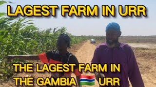 I Found a Secret 15KM Farm in URR Never Seen on TV The Most Intelligent Farmer in The Gambia Hiding 