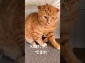 ノラ猫ねぇね 今後について(茶トラメス2万分の1)