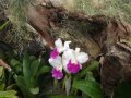 BOTANIC GARDENS....................