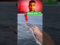 Shark machhali ka loyalty #Shark #funny #fish #shorts
