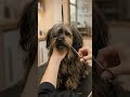The Ultimate Fluffy Transformation! 🛁✨