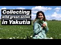 Collecting wild green onion in Yakutia