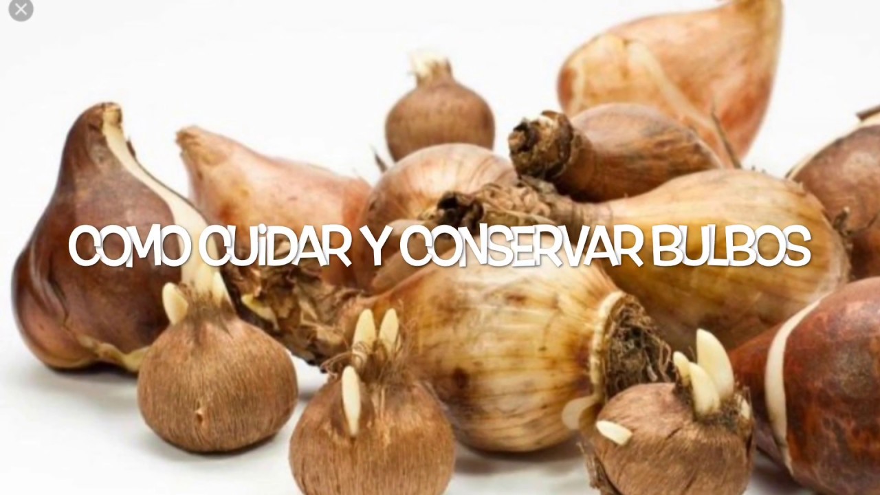 Como Cuidar Y Conservar Bulbos